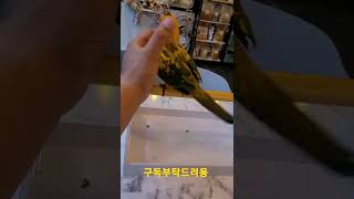 귀여운 썬코뉴어앵무새 #shorts