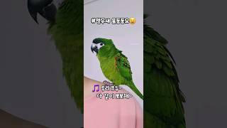 엄마랑 같이 노래부르는 앵무새한스마카우
