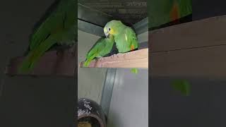 아마존과 오색 청해 앵무새