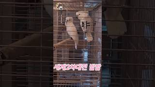 새계2차대전 발발 하이브리드 코카투 형제(미미, 유나)들의 싸움 #하이브리드코카투 #미미 #유나 #델타 #앵무새 #카페마카우 #코카투 #birds #별이랑델타랑 # 재밌는앵무새