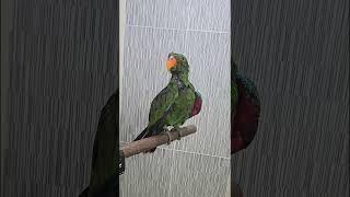 뉴기니아 크롱이 휴젠뜨로 드라이하기  #뉴기니아 #parrot #뉴기니아앵무 #반려동물 #휴젠뜨 #동물키우기 #birds