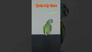 앵무새의 (얼렁뚱땅)말대꾸 #parrot #앵무새