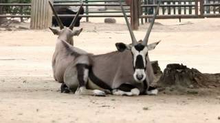 옐로우펫 / 겜스복