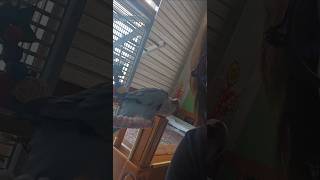 [퀘이커 앵무] 기쁨의 춤사위 #parrot #quak…