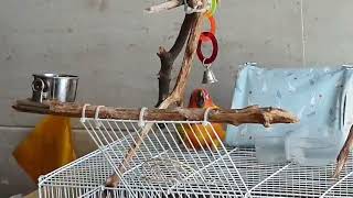 썬코뉴어 20210815 장난감1