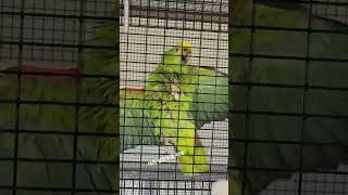 사랑한다 나의 앵무들아