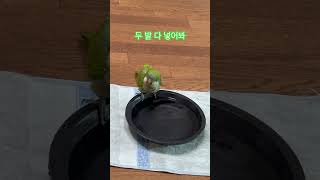 한번하고 끝? #앵무새 #퀘이커 #parrot #목욕