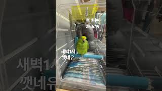 아마존 앵무 입양 첫날