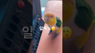 카이큐 키우지 마세여카키마#shorts #카이큐 #앵무…