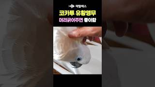 코카투 유황앵무랑 놀아주기, 우관 뒤 머리 긁어주면 엄…