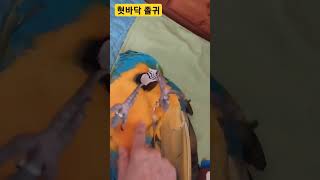루카의 혓바닥 #macaw #청금강 #청금강앵무새