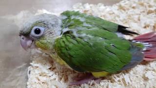 [앵무파파] [입양신청받아요] 막둥이는 코니의 붕어빵 …