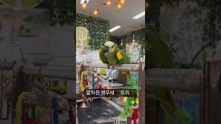말 잘하는 또리 #parrot #birds #birdslover #앵무새 #아마존