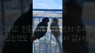 #선생님께#앵무새#앵무새랄라#앵무옐로우사이드#코뉴어앵무…