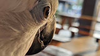 #앵무새 #코카투 #엄브렐라코카투 #코카투소음 #코카투스크리밍 #parrot #cockatoo #umbrellacockatoo #cockatooscreaming