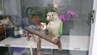 과자먹는 코뉴어