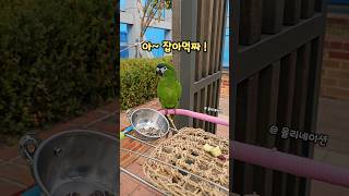 율리누구 잡아먹게❓️#말하는앵무새 #한스마카우