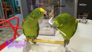 앵무새 친구를 그리워 하며 부르는 친구야~~