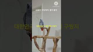 앵무새ㅡ순돌아 무당에게 대선결과는 무당에게 물어볼게
