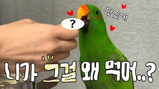 [지구/먹방] 애기도 아닌데? 다 큰 앵무새의 이유식 …