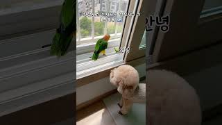 인사는 할 수있어요 #애견영상 #반려견 #귀여운 #반려동물 #동물키우기 #반려조#카이큐#노란머리카이큐#펫#앵무새키우기