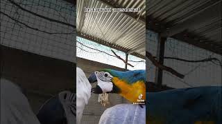 엄브렐라코카투와 청금강앵무새의 금지된사랑