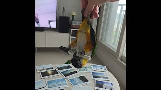 카롱이는 볼펜이 너무 좋다고 함.. #카이큐 #caiqueparrot