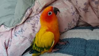 앵무새 썬코뉴어 울 비비 볼수록 소름~신기! 음감천재!…