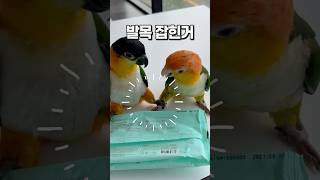 발목 잡힌 카이큐앵무새  앵무새카페 버드리 평택점  #parrot #반려동물