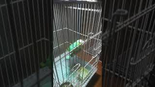 안녕~~[아마존앵무새]