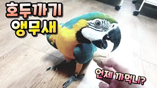 [#앵집사] 앵무새는 호두를 까먹을수 있을까? 언제 먹을래?