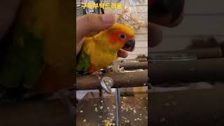 썬코뉴어앵무새 #shorts