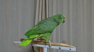 다음주 예고편 / 여러분 별이 아빠가 너무 바쁜 관계로 이번주는 짧은 예고편으로 대신 합니다!