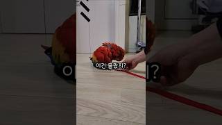 아기새의 반전  a baby parrot's twist…