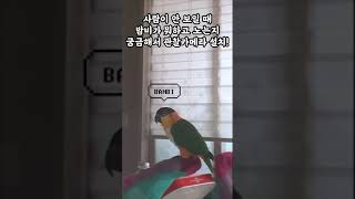 앵무새 관찰카메라 #shorts #parrot #cai…