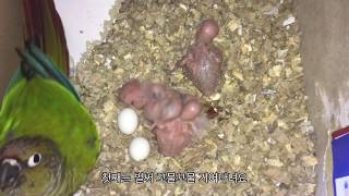 코뉴어 꼬물이들 이소 했어요~