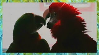 두 앵무새가 사랑하는 방법