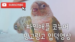 파인애플 코뉴어 입덕영상 '망고'시점 #1
