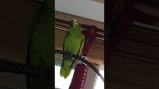 앵무새는잔소리중