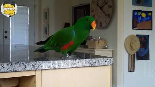 ☆ 정확한 발음으로 사람처럼 노래하는 앵무새 영상 모음
