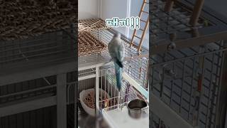 누나가 또또 이상한 걸 만들었다...#굿즈스포#퀘이커앵무송꾸꾸