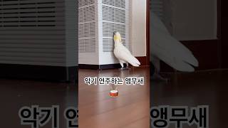 악기 연주하는 앵무새 #워시보드 #washboard