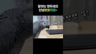 말하는 앵무새의 안녕뽀뽀까꿍~  회색앵무 잠바