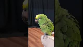 앵무새가 노래를 어떻게 부를까? 과연 ....... 대…