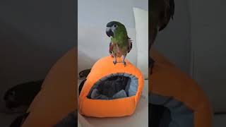 꽁패.앵무새.한스마카우.뽀미.한나.일상.2024.4.9