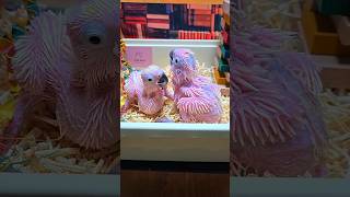 3주된 미디움, 엄블렐라 코카투 아이들이예요. #birdslover #parrot #pets #birds #cute #animals #사계절앵무새 #앵무새성장 #앵무새분양