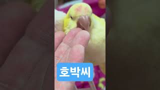 #앵무새 #루티노퀘이커 #앵무새분양 #010 22965…