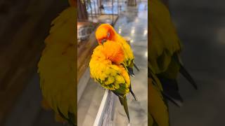 넘 귀여워..ㅎㅎ ☺️ #hobby #birds #pa…