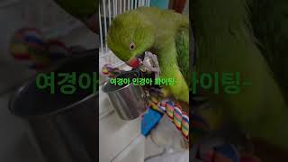 #올리브파이드목도리앵무 #쌍둥이 화이팅#응원할께  보리가~