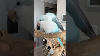 까까 없이는 오픈 안 해~ #퀘이커앵무송꾸꾸